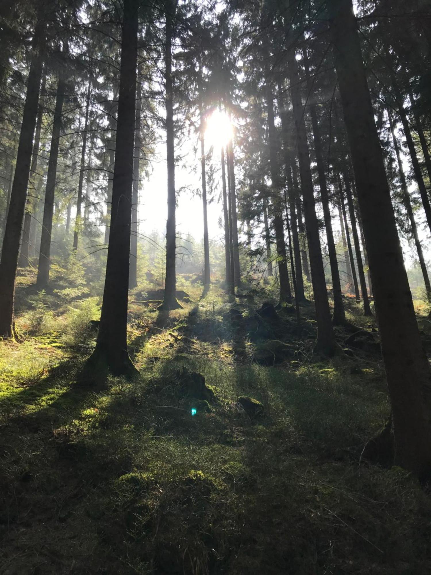 Ferienwohnung Hesselbach Oberkirch  Esterno foto