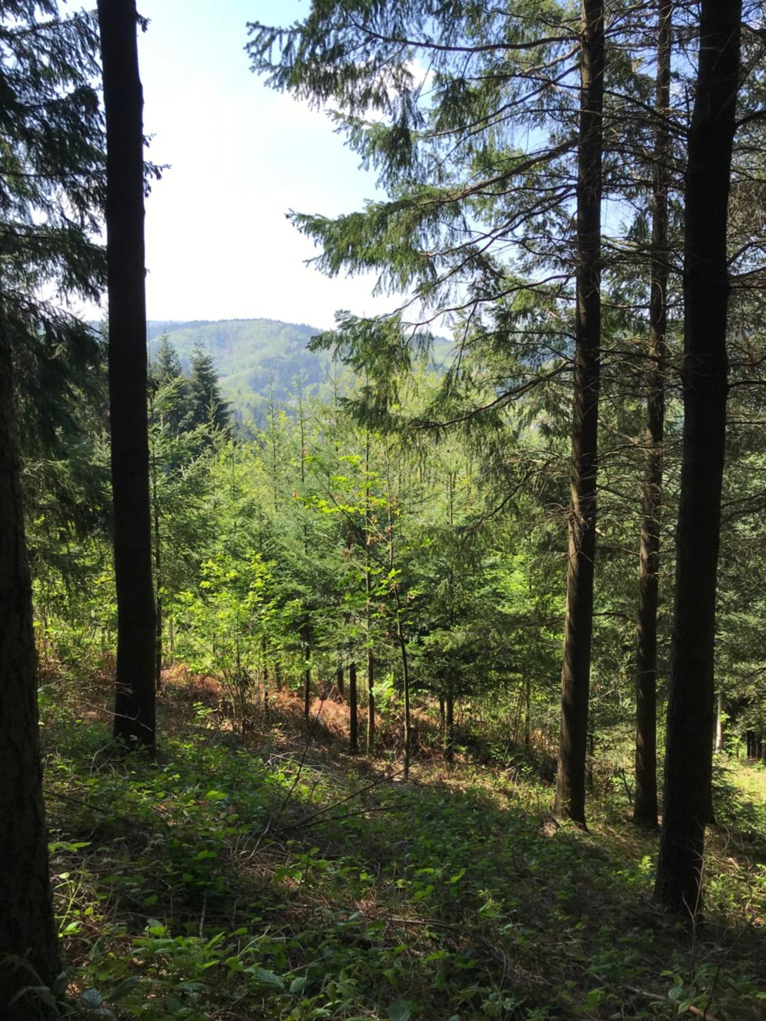 Ferienwohnung Hesselbach Oberkirch  Esterno foto