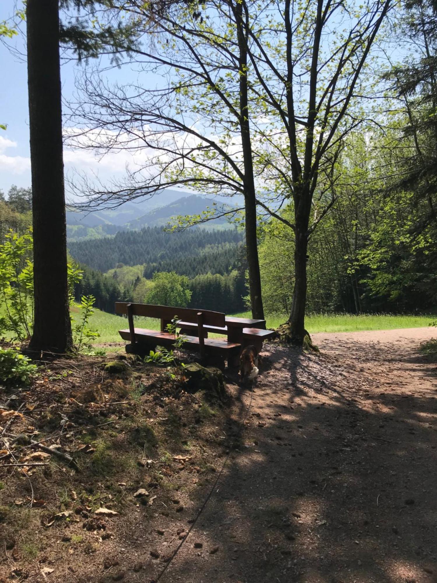 Ferienwohnung Hesselbach Oberkirch  Esterno foto